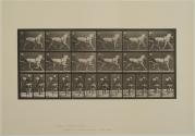 Plate 611. Animals and movement, horses trotting; sulky; gray mare, "Katydid". From Volume 9, Horses of Animal Locomotion: an electrophotographic investigation of consecutive phases of Animal Locomotion