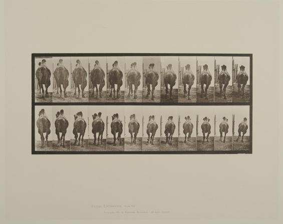 Plate 742. Animals and movements, Bactrian camel; A racking; B, galloping. From Volume 11, Wild Animals and Birds of Animal Locomotion: an electrophotographic investigation of consecutive phases of Animal Locomotion