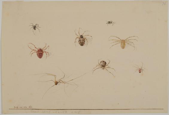 Studies of Spiders