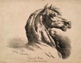Cheval Arabe / Arabian Horse