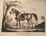 Cheval Arabe avec son Équipement / Arabian Horse with his Equipment
