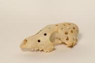 Fox Skull Game