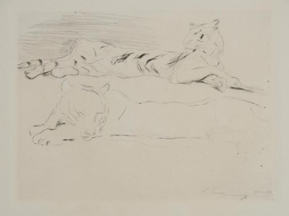 Liegende Tigerin und Umriss eines Leoparden / Reclining Tigress and outline of a Leopard