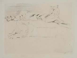 Liegende Tigerin und Umriss eines Leoparden / Reclining Tigress and outline of a Leopard