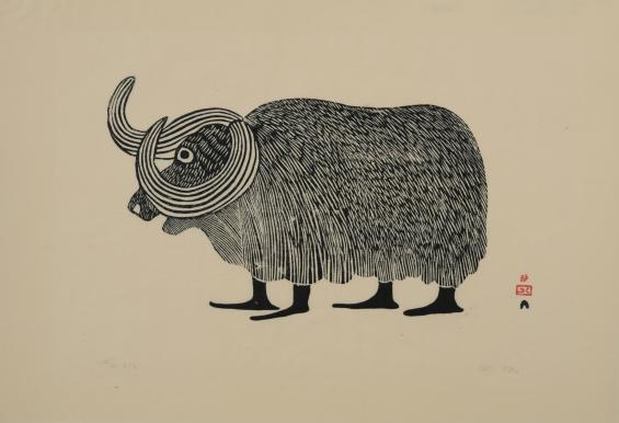 Musk Ox