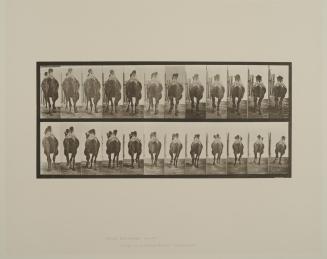 Plate 742. Animals and movements, Bactrian camel; A racking; B, galloping. From Volume 11, Wild Animals and Birds of Animal Locomotion: an electrophotographic investigation of consecutive phases of Animal Locomotion