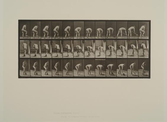 Plate 388. Farmer using a spade. From Volume 2, Males (nude) of Animal Locomotion: an electrophotographic investigation of consecutive phases of Animal Locomotion