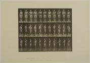 Plate 352.."Shoulder," "order," and "carry arms". From Volume 5, Males (Pelvis Cloth) of Animal Locomotion: an electrophotographic investigation of consecutive phases of Animal Locomotion