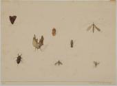 Studies of Insects