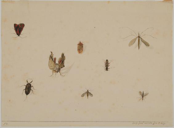 Studies of Insects