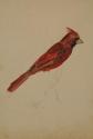 Untitled (red cardinal)