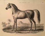 Étude de Cheval Arabe en Repos / Study of Arabian Horse Resting