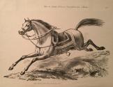 Étude de Cheval Normand franchissant un Ravin / Study of Norman Horse Crossing a Ravine