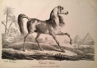 Cheval Arabe / Arabian Horse
